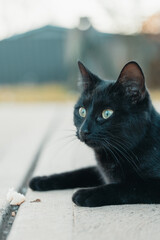 Alert black cat with vibrant green eyes