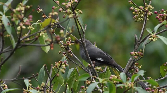 Long-tailed Sibia  rare birds in Thailand and South-east Asia. 