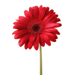 Single vibrant red gerbera daisy, centered against a black background.  Petals are detailed, showing a rich crimson color.  Stem is a light yellowish-green