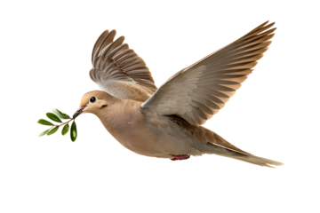 Mourning dove with olive branch flying isolated on transparent background