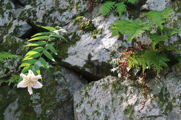 高取城のやまゆり