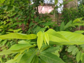 fresh green beans