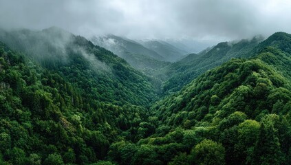 Misty mountain range, dense forest