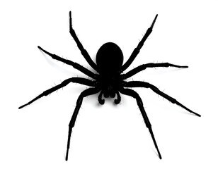 Black silhouette of an eight-legged spider on white