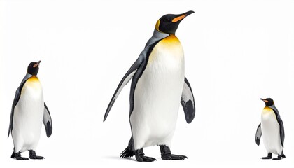 Fototapeta premium penguin