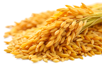 Close up of rice grain and paddy isolated on transparent background, a staple food for billions of people worldwide