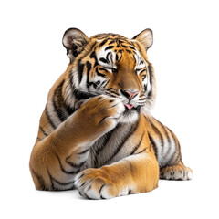 Obraz premium Tiger grooming A tiger licks its paw and wipes its face, cleaning itself carefully. full length isolate on transparent background