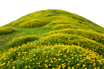 Hill covered in yellow flowers isolated on transparent background, a beautiful and idyllic countryside landscape in summer