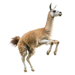 Obraz premium Llama jumping A llama leaps or hops over a low obstacle or playfully. full length isolate on transparent background