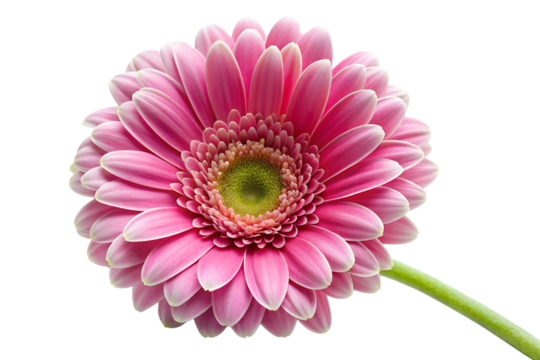 Close up of a vibrant pink gerbera flower isolated on transparent background with its delicate petals