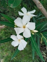 Fototapeta premium Image of white flowers in a row with no effects, no filter and no edit
