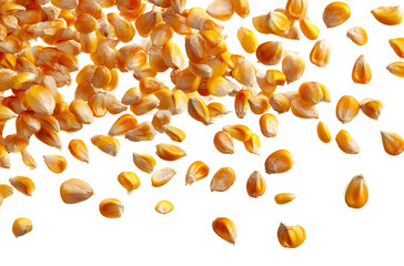  Falling corn kernels isolated on a white background, top view. The concept of providing food for animals and human beings.