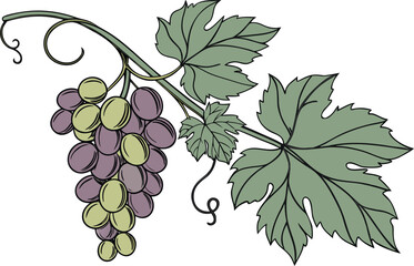 Obraz premium Realistic Grapes Illustration with Fresh Bunch. Detailed Grapes Design for Food and Beverage Projects. Organic Grapes Artwork Showing Natural Color and Texture. Fresh Green and Purple Grapes Design