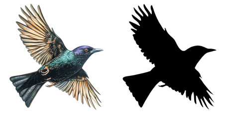 Obraz premium PNG a colorful bird flying through a black sky with a transparent background