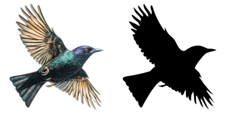 PNG a colorful bird flying through a black sky with a transparent background