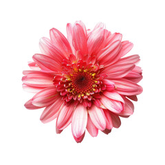 Close-up of a vibrant pink gerbera daisy, centered against a black background. 