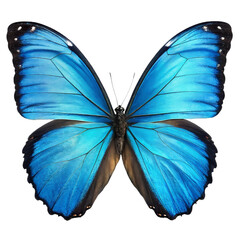 Fototapeta premium blue morpho butterfly with its wings fully extended, highlighting the iridescent blue color and black veins