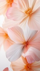 Fototapeta premium Pink Orchid Flowers Background with Blossoms and Petals
