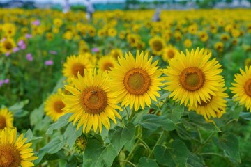ちょうど見頃の満開のヒマワリの情景