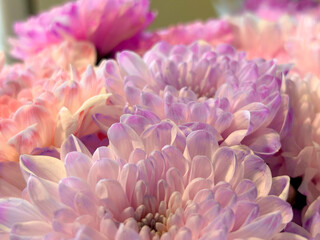 Flowers in pink shades. Flowers closeup.Background with different colors, red rose in the center of the frame.