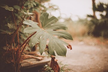 Fototapeta premium Close-up of a large, lush, light-green leaf, speckled with water droplets, amidst other foliage, in a warm, blurred background
