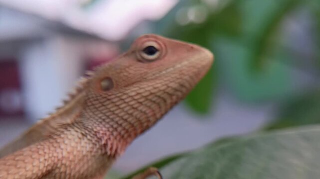 garden chameleon (calotes versicolor)