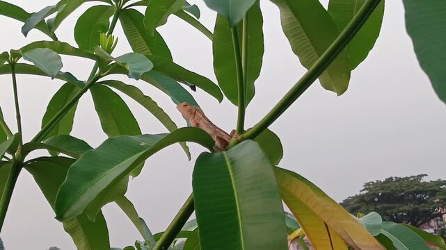 garden chameleon (calotes versicolor)