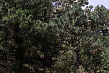pines in the mexican forest