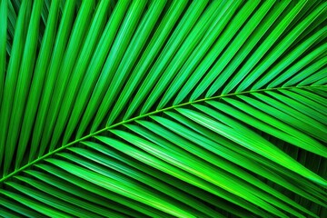 Close-up of vibrant green palm fronds (2)