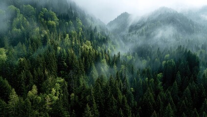 Misty mountain forest vista. Lush green trees blanket the hills