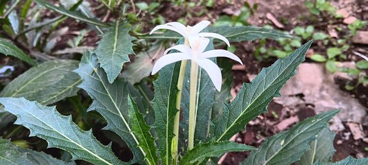 Two white star-shaped flowers stand on their stalks, surrounded by their unique, spiky foliage. The...