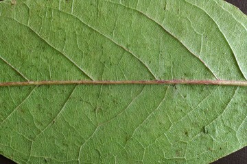 Close-up of a leaf's venation