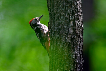 Mittelspecht // Middle spotted woodpecker (Leiopicus medius)