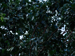 Ficus religiosa or sacred fig branch and leaf for background texture.