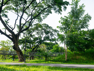 Bangkok, Thailand - August 03, 2025 : Urban Nature Scene at Benchakitti Forest Public Park with People in Bangkok.