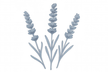 Delicate lavender blossoms in soft blue hues, displaying slender stems and green leaves against transparent background, highlighting botanical elegance