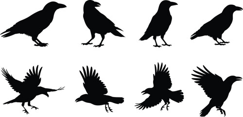 Crow, raven, silhouette, bird, flying, standing, black, vector, flight, pose, wildlife, animal