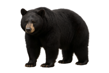 Black bear isolated on a white background. 