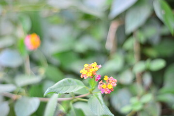 Soft focus colorful wildflowers blooming in lush green garden scene