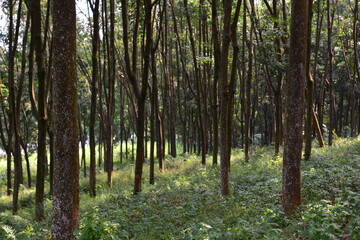 Obraz premium Tall pine trees standing in dense lush green forest on hillside