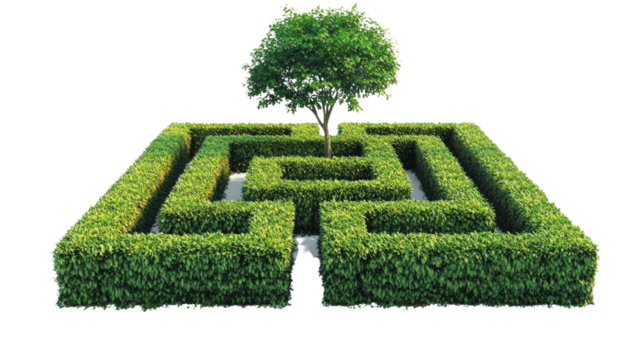 Neatly trimmed hedge maze with sharp corner tree isolated on white background
