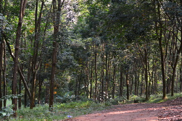Shaded forest trail surrounded by tall pine trees and green foliage