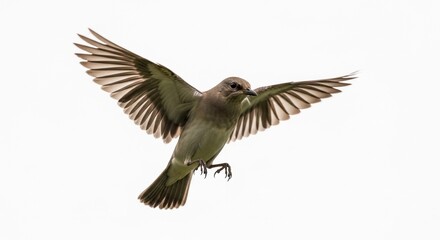 Obraz premium A small greyish-brown bird is captured in mid-flight with its wings fully spread against a plain white background.