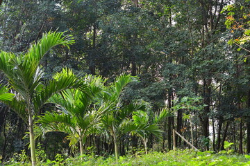 Palm trees standing tall in vibrant tropical green garden landscape