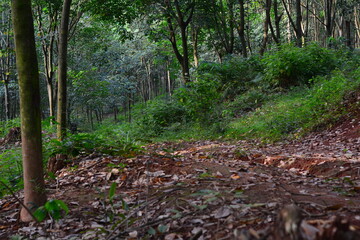 Forest pathway leading through dense trees with green leafy canopy