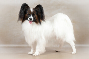 Studio shot of an adorable Papillon dog on light background
