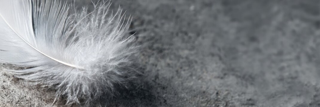 Close-up of a soft, white feather resting on a textured dark gray surface