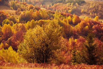 Obraz premium Autumn colored trees and countryside landscape scenery.