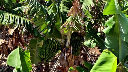 Embark on an exciting journey to a vibrant banana plantation filled with ripe bunches and lush...