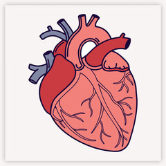 Anatomical human heart vector illustration. Detailed medical diagram of the cardiovascular system for cardiology and science. Biology organ with aorta, veins, and arteries.
